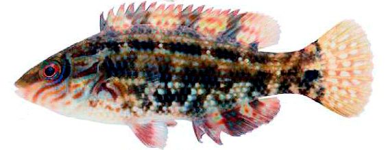 Symphodus melops_02